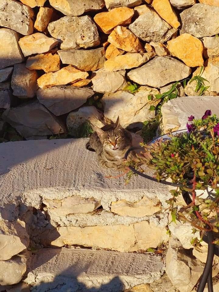 Moja Posebna Kuca Na Osami Kraj Mora Villa Vis Room photo